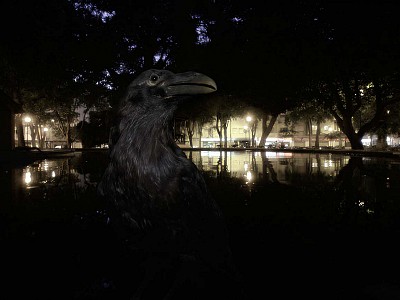 Des oiseaux petits et gros